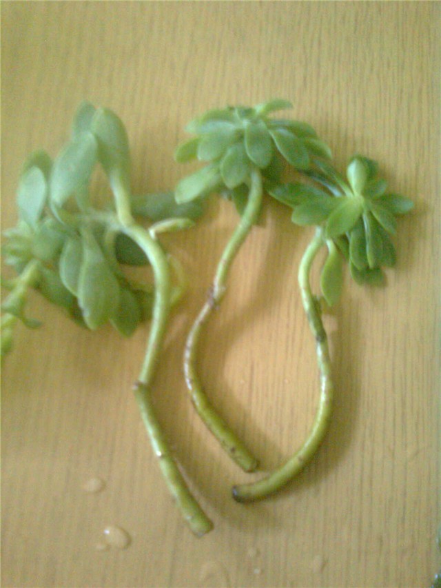 tri pelceriča